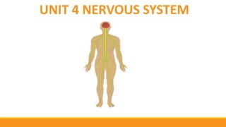 UNIT 4 NERVOUS SYSTEM
 