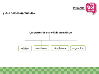 núcleo membrana citoplasma orgánulos
Las partes de una célula animal son…
¿Qué hemos aprendido?
 