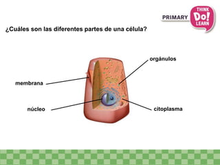 ¿Cuáles son las diferentes partes de una célula?
membrana
orgánulos
núcleo citoplasma
 