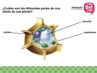 ¿Cuáles son las diferentes partes de una
célula de una planta?
núcleo
vacuola
membrana
 