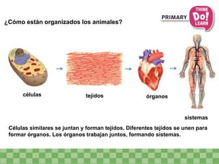 ¿Cómo están organizados los animales?
Células similares se juntan y forman tejidos. Diferentes tejidos se unen para
formar órganos. Los órganos trabajan juntos, formando sistemas.
células órganostejidos
sistemas
 