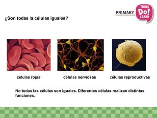 ¿Son todas la células iguales?
No todas las células son iguales. Diferentes células realizan distintas
funciones.
células rojas células nerviosas células reproductivas
 