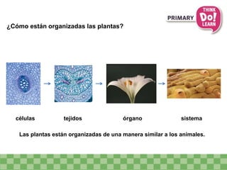 ¿Cómo están organizadas las plantas?
Las plantas están organizadas de una manera similar a los animales.
órganotejidos sistemacélulas
 