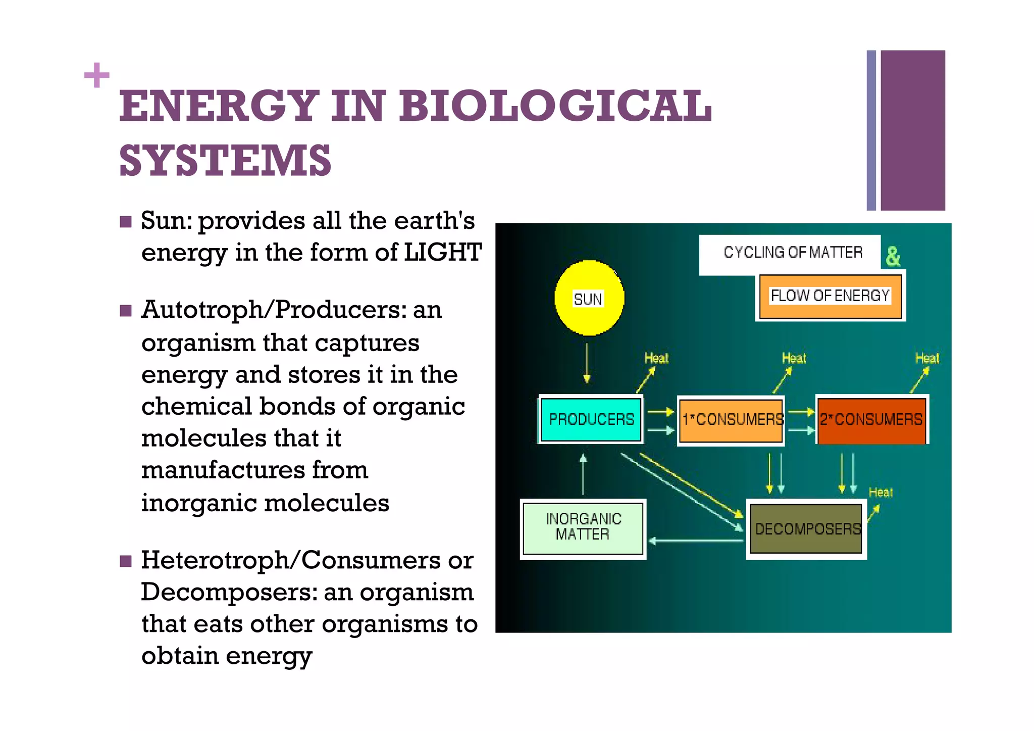 Ns 5 lecture 2 and 3 energy flows and productivity 2010