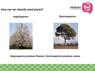 How can we classify seed plants?
Angiosperms Gymnosperms
Angiosperms produce flowers. Gymnosperms produce cones.
 