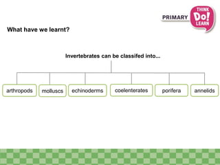 What have we learnt?
molluscs echinoderms coelenterates porifera
Invertebrates can be classifed into...
arthropods annelids
 