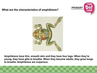 What are the characteristics of amphibians?
Amphibians have thin, smooth skin and they have four legs. When they’re
young, they have gills to breathe. When they become adults, they grow lungs
to breathe. Amphibians are oviparous.
 