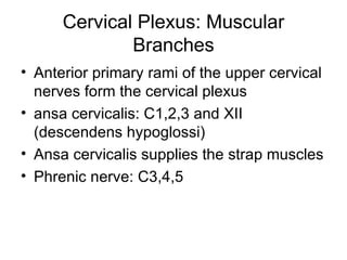 Cervical Plexus: Muscular Branches Anterior primary rami of the upper cervical nerves form the cervical plexus ansa cervicalis: C1,2,3 and XII (descendens hypoglossi) Ansa cervicalis supplies the strap muscles Phrenic nerve: C3,4,5 