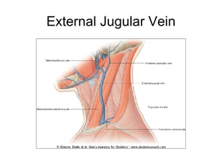 External Jugular Vein 