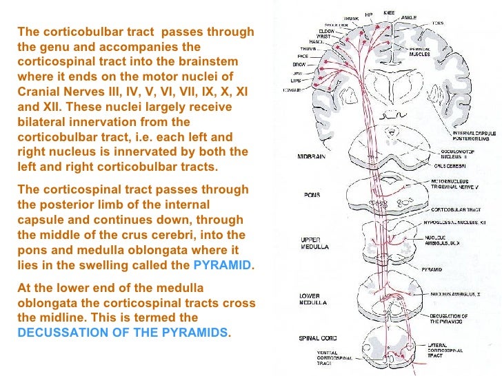 Ns9. Motor Pathways. Compressed File