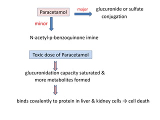 major glucuronide or sulfate
conjugation
minor
N-acetyl-p-benzoquinone imine
glucuronidation capacity saturated &
more metabolites formed
binds covalently to protein in liver & kidney cells → cell death
Paracetamol
Toxic dose of Paracetamol
 