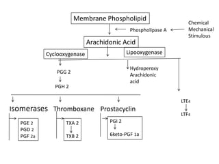 Membrane Phospholipid
Phospholipase A

Arachidonic Acid

Chemical
Mechanical
Stimulous

Lipooxygenase

Cyclooxygenase

Hydroperoxy
Arachidonic
acid

PGG 2
PGH 2

LTE4

Isomerases Thromboxane Prostacyclin
PGE 2
PGD 2
PGF 2a

TXA 2

PGI 2

TXB 2

6keto-PGF 1a

LTF4

 