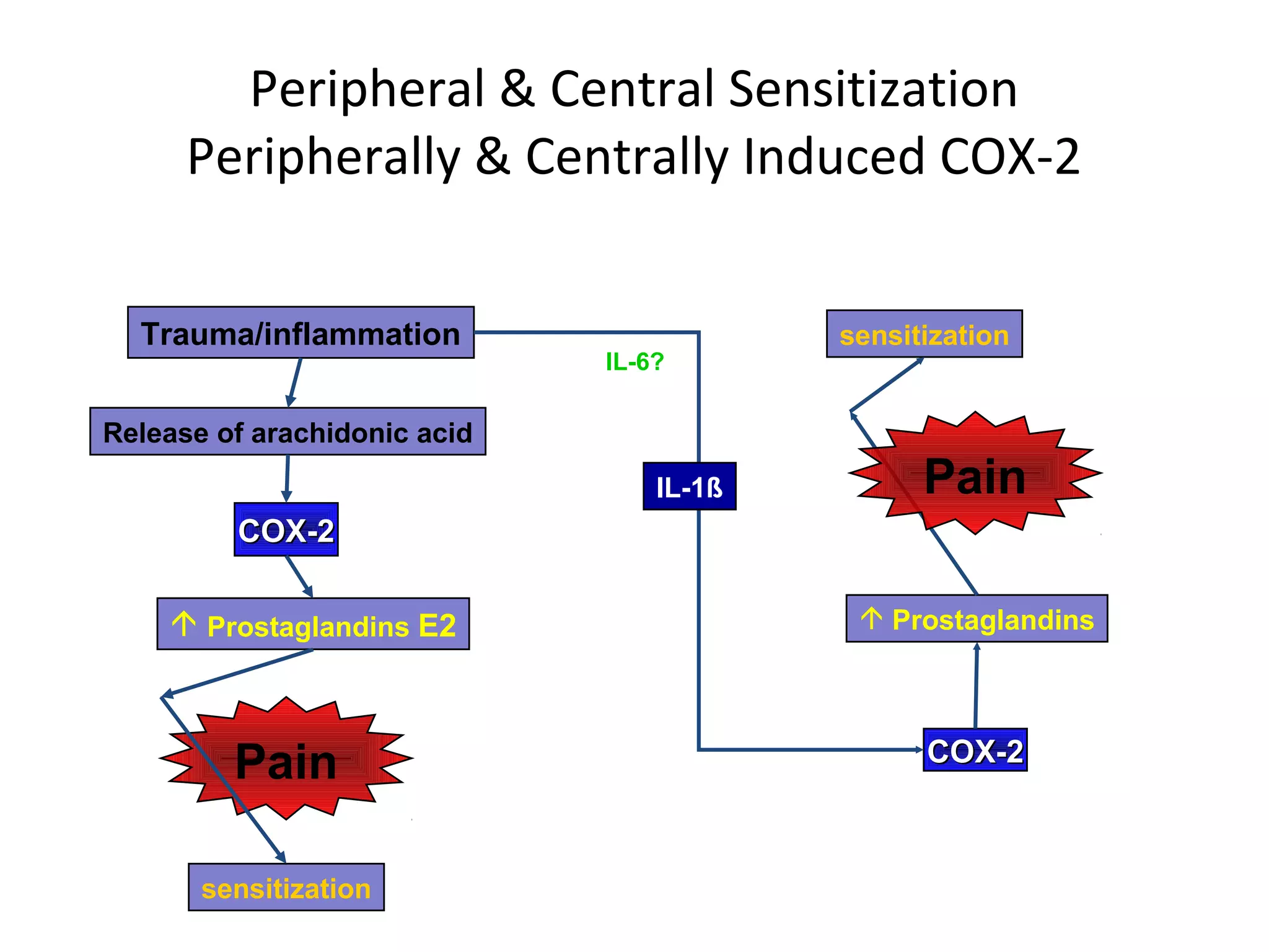 Peripheral & Central Sensitization
Peripherally & Centrally Induced COX-2
Trauma/inflammation
Release of arachidonic acid
COX-2COX-2
 Prostaglandins E2
Pain
sensitization
COX-2COX-2
 Prostaglandins
sensitization
PainIL-1ß
IL-6?
 