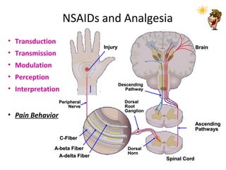 • Transduction
• Transmission
• Modulation
• Perception
• Interpretation
• Pain Behavior
PeripheralPeripheral
NerveNerve
AscendingAscending
PathwaysPathways
InjuryInjury
DescendingDescending
PathwayPathway
DorsalDorsal
RootRoot
GanglionGanglion
C-FiberC-Fiber
A-beta FiberA-beta Fiber
A-delta FiberA-delta Fiber
DorsalDorsal
HornHorn
BrainBrain
Spinal CordSpinal Cord
NSAIDs and Analgesia
 