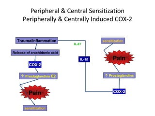 Peripheral & Central Sensitization
Peripherally & Centrally Induced COX-2
Trauma/inflammation
Release of arachidonic acid
COX-2COX-2
 Prostaglandins E2
Pain
sensitization
COX-2COX-2
 Prostaglandins
sensitization
PainIL-1ß
IL-6?
 