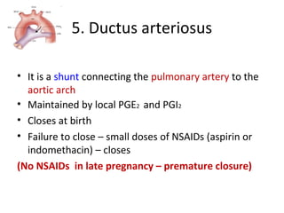 5. Ductus arteriosus
• It is a shunt connecting the pulmonary artery to the
aortic arch
• Maintained by local PGE2 and PGI2
• Closes at birth
• Failure to close – small doses of NSAIDs (aspirin or
indomethacin) – closes
(No NSAIDs in late pregnancy – premature closure)
 