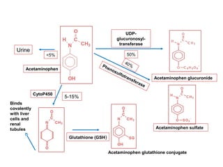 Paracetamol poisoning - Mechanism
N-
acetylparabenzoquinoneimine
Acetaminophen glutathione conjugate
Acetaminophen glucuronide
Urine
Acetaminophen
Acetaminophen sulfate
Phenosulfotransferase
UDP-
glucuronosyl-
transferase
50%
40%
<5%
5-15%
CytoP450
Glutathione (GSH)
Binds
covalently
with liver
cells and
renal
tubules
 
