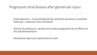 Progressive renal disease after glomerular injury
◦ Haemodynamic—increased glomerular perfusion pressure or stretches
Podocyte—podocyte stress and death
◦ Toxicity of proteinuria—proteinuria creates progression by its effects on
the tubulointerstitium
◦ Disordered repair and replacement of cells
 