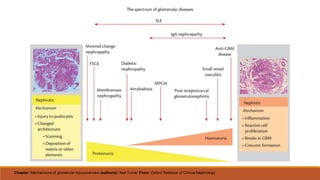 Chapter: Mechanisms of glomerular injuryoverview Author(s): Neil Turner From: Oxford Textbook of Clinical Nephrology
 