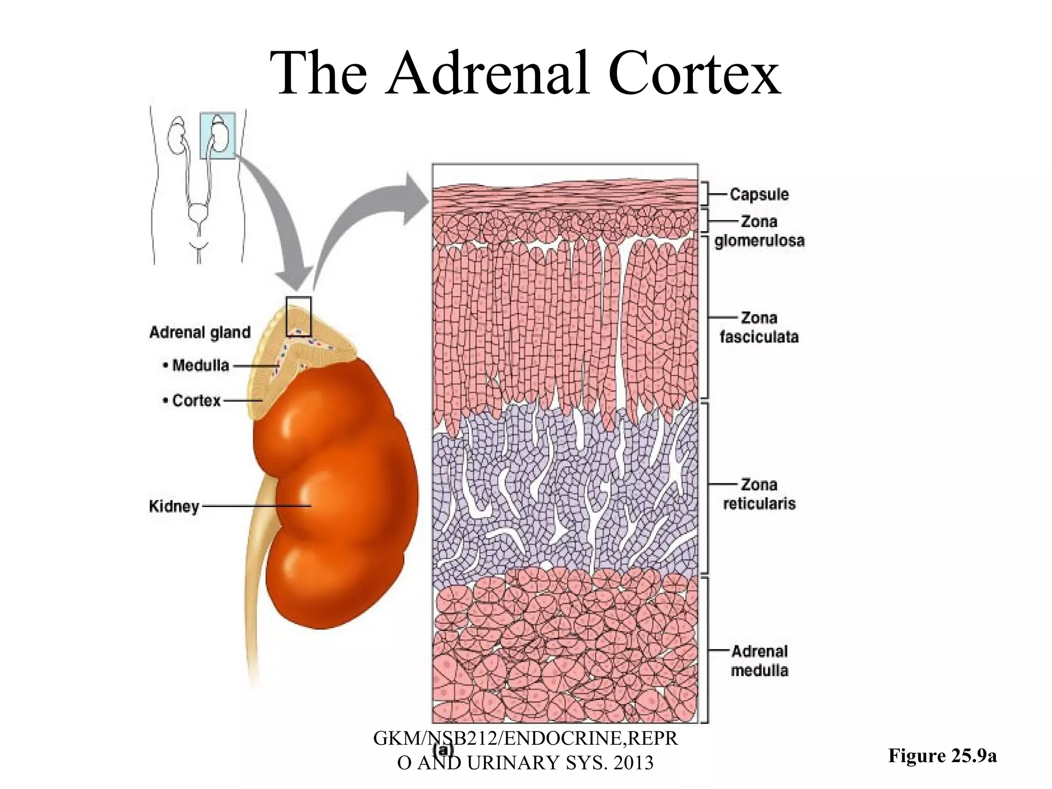mineralocorticoids-glucocorticoids-ppt