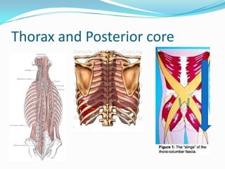 Thorax and Posterior core
 