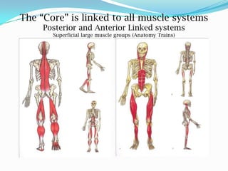 The “Core” is linked to all muscle systems
Posterior and Anterior Linked systems
Superficial large muscle groups (Anatomy Trains)
 