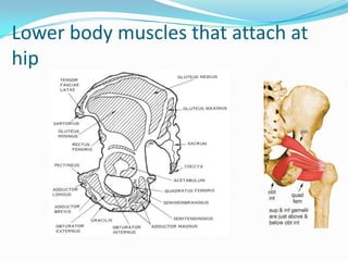 Lower body muscles that attach at
hip
 