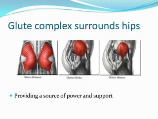 Glute complex surrounds hips
 Providing a source of power and support
 