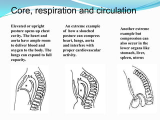 Elevated or upright
posture opens up chest
cavity. The heart and
aorta have ample room
to deliver blood and
oxygen to the body. The
lungs can expand to full
capacity.
An extreme example
of how a slouched
posture can compress
heart, lungs, aorta
and interfere with
proper cardiovascular
activity.
Another extreme
example but
compression can
also occur in the
lower organs like
stomach, liver,
spleen, uterus
Core, respiration and circulation
 