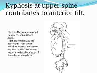 Kyphosis at upper spine
contributes to anterior tilt.
Chest and hips are connected
via core musculature and
fascia.
Tight abdominals and hip
flexors pull them closer.
Which as we saw above create
negative internal movement
patterns – what about external
Shoulder rotation demo
 