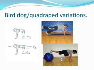 Bird dog/quadraped variations.
 