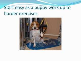Start easy as a puppy work up to
harder exercises.
 