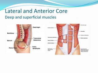 Lateral and Anterior Core
Deep and superficial muscles
 