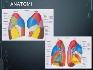 ANATOMI
 