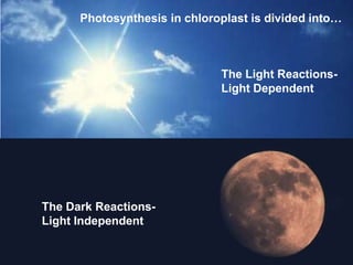 The Light Reactions-
Light Dependent
The Dark Reactions-
Light Independent
Photosynthesis in chloroplast is divided into…
 