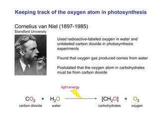 Keeping track of the oxygen atom in photosynthesis
CO2 + H2O [CH2O] + O2
carbon dioxide water carbohydrates oxygen
light energy
Cornelius van Niel (1897-1985)
Standford University
Used radioactive-labeled oxygen in water and
unlabeled carbon dioxide in photosynthesis
experiments
Found that oxygen gas produced comes from water
Postulated that the oxygen atom in carbohydrates
must be from carbon dioxide
 