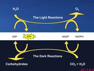 The Light Reactions
The Dark Reactions
ADP NADP+ NADPH
Carbohydrates CO2 + H2O
H2O O2
ATP
 