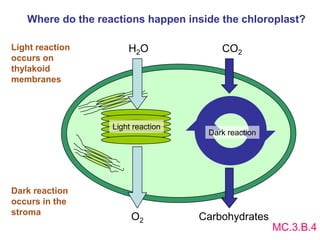 Where do the reactions happen inside the chloroplast?
Light reaction
Dark reaction
H2O
O2
CO2
Carbohydrates
Light reaction
occurs on
thylakoid
membranes
Dark reaction
occurs in the
stroma
MC.3.B.4
 