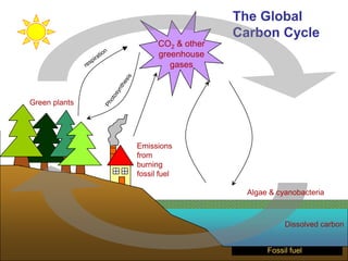 The Global
Carbon Cycle
CO2 & other
greenhouse
gases
Dissolved carbon
Fossil fuel
Green plants
Algae & cyanobacteria
Emissions
from
burning
fossil fuel
 