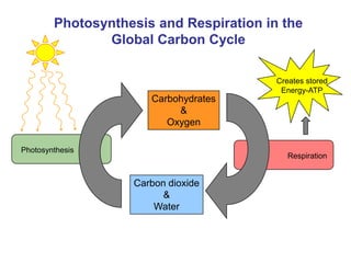 Photosynthesis and Respiration in the
Global Carbon Cycle
Carbohydrates
&
Oxygen
Carbon dioxide
&
Water
Photosynthesis
Respiration
Creates stored
Energy-ATP
 