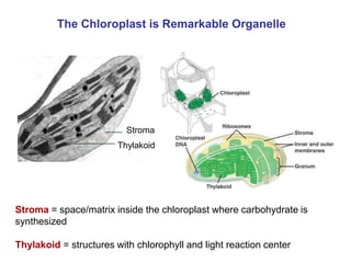 The Chloroplast is Remarkable Organelle
Stroma
Thylakoid
Stroma = space/matrix inside the chloroplast where carbohydrate is
synthesized
Thylakoid = structures with chlorophyll and light reaction center
 