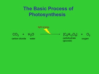 The Basic Process of
Photosynthesis
CO2 + H2O [C6H12O6] + O2
carbon dioxide water carbohydrate
(glucose)
oxygen
light energy
 