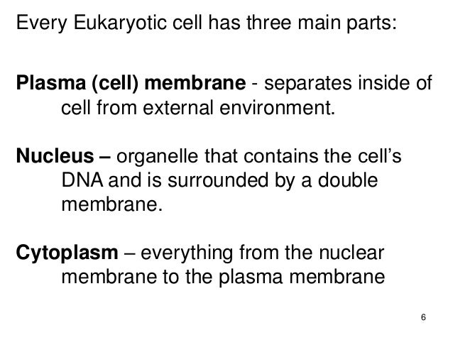 an analysis of every cell surrounded by a plasma membrane What is the difference between the plasma membrane and the here’s the link to the analysis be sure to cell is surrounded by a membrane made of phospholipid. an analysis of every cell surrounded by a plasma membrane What is the difference between the plasma membrane and the here’s the link to the analysis be sure to cell is surrounded by a membrane made of phospholipid.