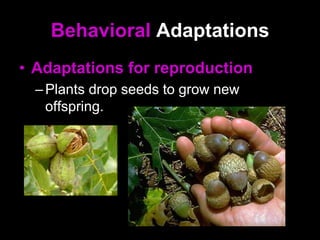 Behavioral Adaptations
• Adaptations for reproduction
–Plants drop seeds to grow new
offspring.
 