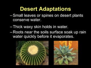 Desert Adaptations
–Small leaves or spines on desert plants
conserve water.
–Thick waxy skin holds in water.
–Roots near the soils surface soak up rain
water quickly before it evaporates.
 