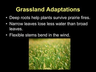 Grassland Adaptations
• Deep roots help plants survive prairie fires.
• Narrow leaves lose less water than broad
leaves.
• Flexible stems bend in the wind.
 