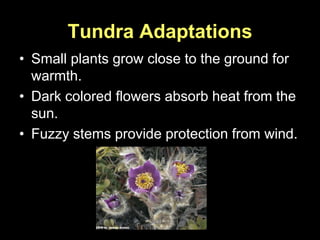Tundra Adaptations
• Small plants grow close to the ground for
warmth.
• Dark colored flowers absorb heat from the
sun.
• Fuzzy stems provide protection from wind.
 