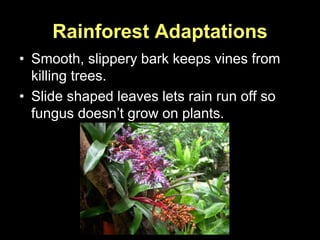 Rainforest Adaptations
• Smooth, slippery bark keeps vines from
killing trees.
• Slide shaped leaves lets rain run off so
fungus doesn’t grow on plants.
 