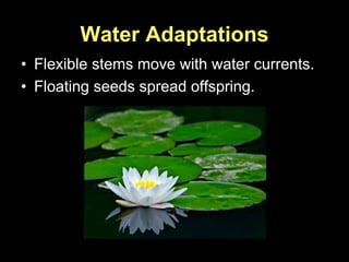 Water Adaptations
• Flexible stems move with water currents.
• Floating seeds spread offspring.
 