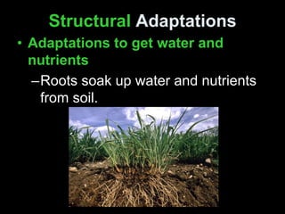 Structural Adaptations
• Adaptations to get water and
nutrients
–Roots soak up water and nutrients
from soil.
 